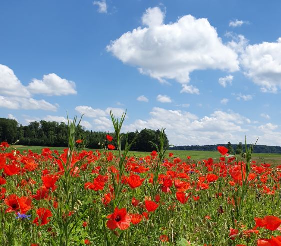 makovopolje_w1.jpg